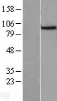 ls000996 cdc27 human over expression lysates nm 001256 wb testing 2