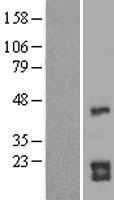 CDC42 Human Over-expression Lysates NM_001039802