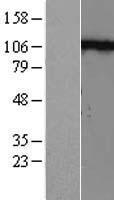 N Cadherin (CDH2) Human Over-expression Lysates NM_001792