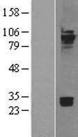 Cadherin 7 (CDH7) Human Over-expression Lysates NM_004361