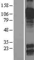 Cadherin 8 (CDH8) Human Over-expression Lysates NM_001796