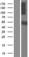 ls001008 cadherin 10 cdh10 human over expression lysates nm 001190450 wb testing 1