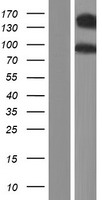 ls001008 cadherin 10 cdh10 human over expression lysates nm 006727 wb testing 2