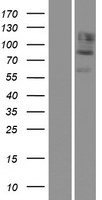 CDH12 Human Over-expression Lysates NM_004061