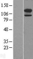 CDHH (CDH13) Human Over-expression Lysates NM_001257