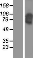 Cadherin 16 (CDH16) Human Over-expression Lysates NM_004062