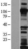 ls001015 li cadherin cdh17 human over expression lysates nm 001144663 wb testing 2