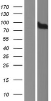 ls001016 cdh18 human over expression lysates nm 001167667 wb testing 2