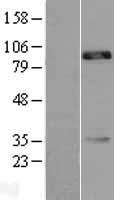 ls001016 cdh18 human over expression lysates nm 004934 wb testing 1