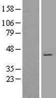ls001022 cdk7 human over expression lysates nm 001799 wb testing 1