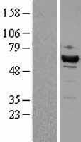 CDK8 Human Over-expression Lysates NM_001260