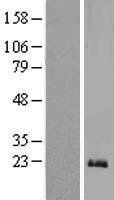 ls001026 p21 cdkn1a human over expression lysates nm 078467 wb testing 1