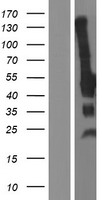 ls001028 p57 kip2 cdkn1c human over expression lysates nm 000076 wb testing 1