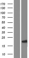 p16INK4A (CDKN2A) Human Over-expression Lysates NM_001195132