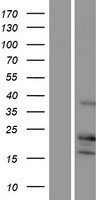 p16INK4A (CDKN2A) Human Over-expression Lysates NM_058195