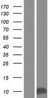 p15 INK4b (CDKN2B) Human Over-expression Lysates NM_078487