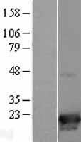 p19 INK4d (CDKN2D) Human Over-expression Lysates NM_001800