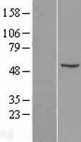 CDR2 Human Over-expression Lysates NM_001802