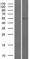 ls001040 cds1 human over expression lysates nm 001263 wb testing 1