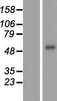 Corneodesmosin (CDSN) Human Over-expression Lysates NM_001264