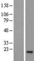 Cofilin 2 (CFL2) Human Over-expression Lysates NM_138638