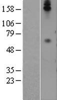 CD66b (CEACAM8) Human Over-expression Lysates NM_001816