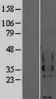 ls001089 ceacam4 human over expression lysates nm 001817 wb testing 1