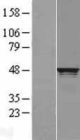 RCC1 Human Over-expression Lysates NM_001048199