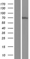 CHD2 Human Over-expression Lysates NM_001042572
