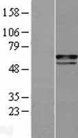 ls001112 ches1 foxn3 human over expression lysates nm 005197 wb testing 1