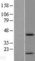CHI3L2 Human Over-expression Lysates NM_004000