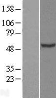 CHN 1 (CHN1) Human Over-expression Lysates NM_001025201