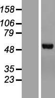 Chimaerin 2 (CHN2) Human Over-expression Lysates NM_004067