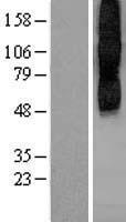 ls001129 chrm2 human over expression lysates nm 001006629 wb testing 8