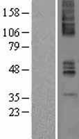 Muscarinic Acetylcholine Receptor M4 (CHRM4) Human Over-expression Lysates NM_000741