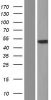 CHRNA1 Human Over-expression Lysates NM_000079