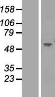CHRNA1 Human Over-expression Lysates NM_001039523