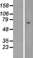 ls001144 chrnd human over expression lysates nm 000751 wb testing 1