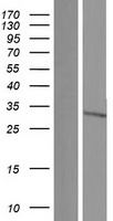 ls001154 cish human over expression lysates nm 013324 wb testing 1