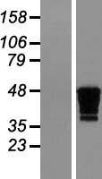 ls001159 ckmt1b human over expression lysates nm 020990 wb testing 1