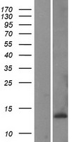 CKS1 (CKS1B) Human Over-expression Lysates NM_001826