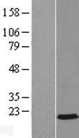 ls001175 ap2s1 human over expression lysates nm 004069 wb testing 1