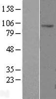 CLCN2 Human Over-expression Lysates NM_004366