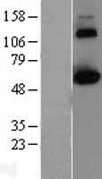 CLK2 Human Over-expression Lysates NM_003993