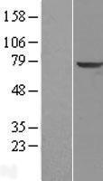 TPP1 Human Over-expression Lysates NM_000391