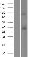 CCR3 Human Over-expression Lysates NM_001164680
