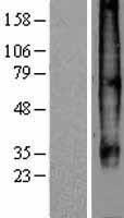 ls001236 ccr7 human over expression lysates nm 001838 wb testing 1