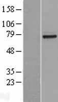 CNG1 (CNGA1) Human Over-expression Lysates NM_000087