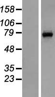 CNG3 (CNGA3) Human Over-expression Lysates NM_001079878
