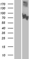 CNG3 (CNGA3) Human Over-expression Lysates NM_001298